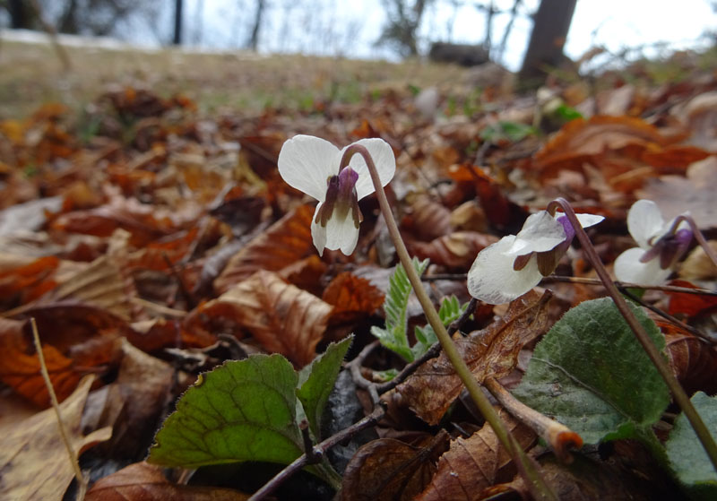 Viola alba subsp. alba - Violaceae